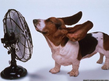 dog-fan