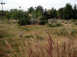 IMG_4186 The site formerly known as the Greens. This is a true return-to-nature story in the heart of Valencia. It looks WILD. Someday there might be a gigantic Sheraton at this location