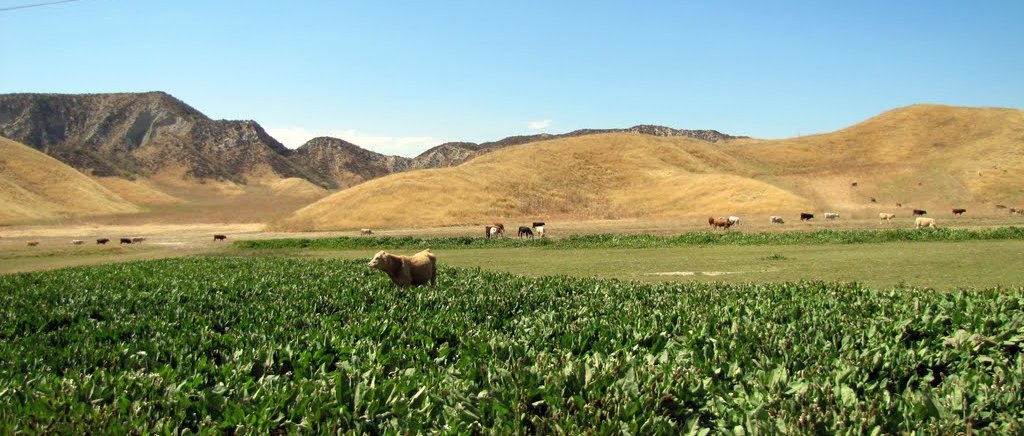 Cattle grazing in the Portrero Valley in Newhall Ranch. Cattle grazing in the Portrero Valley in Newhall Ranch.