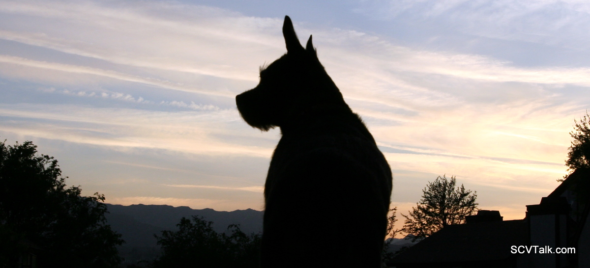 photo-006 Dog in Silhouette