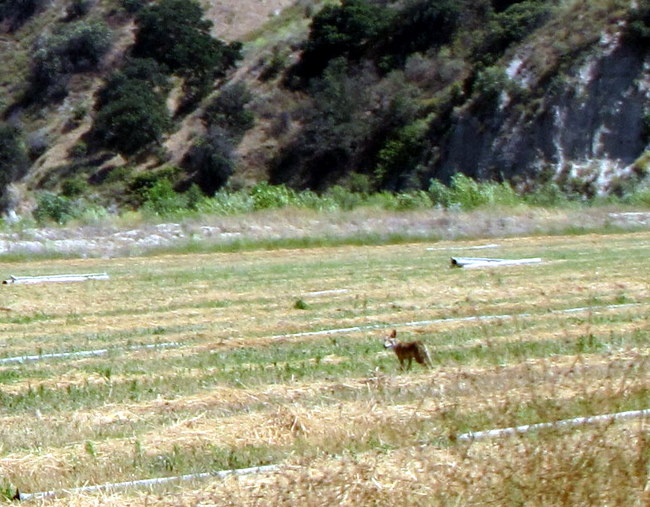 coyote